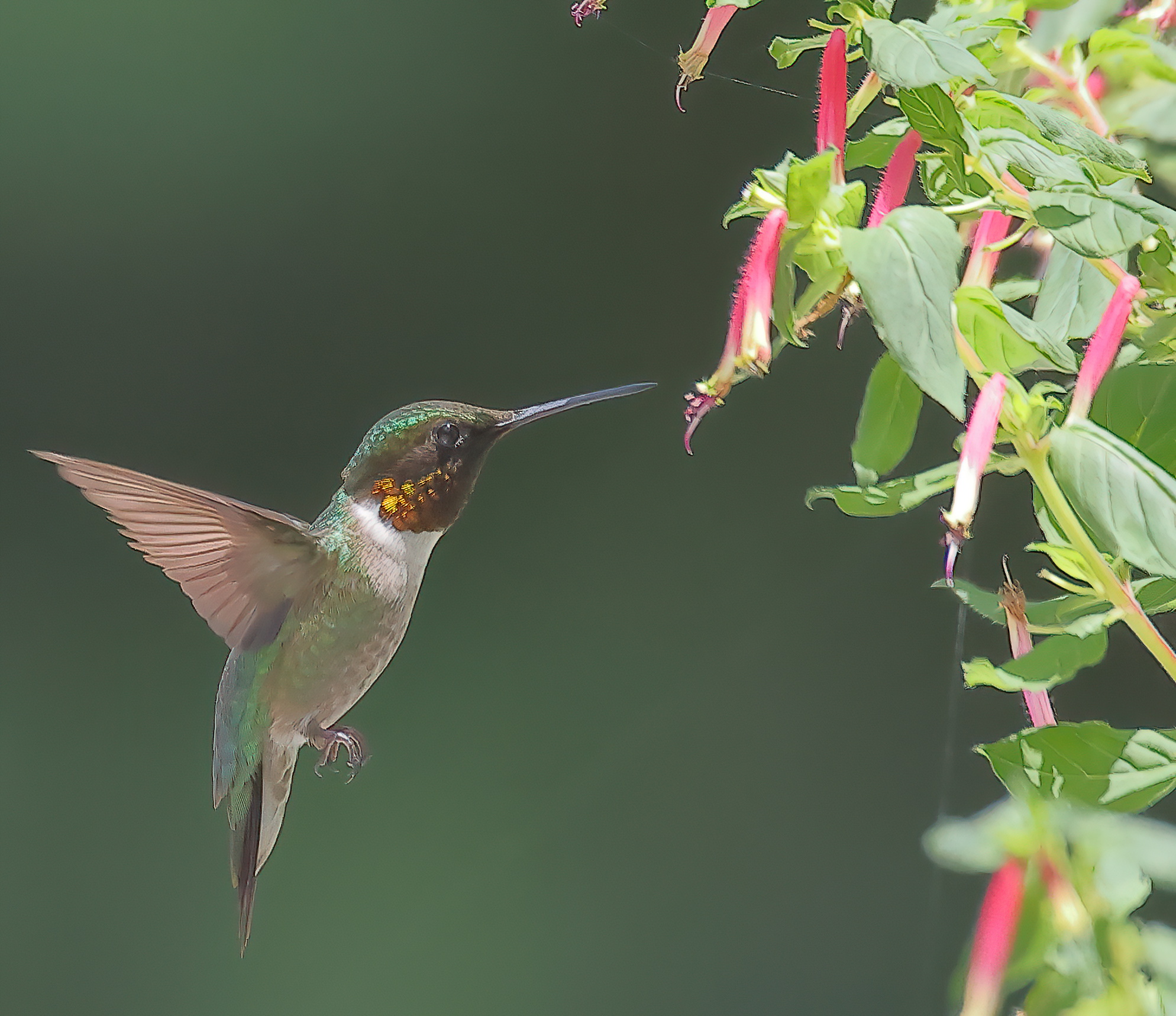 3rd PrizeOpen Color In Class 2 By Rich Giannola For Ready For A Sip OCT-2025.jpg